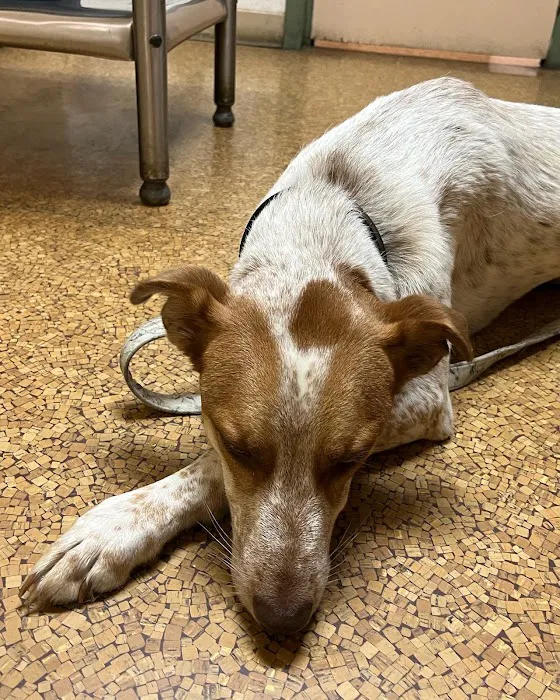 Compassion Veterinary Center - General Practice and Urgent Care Picture 9