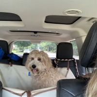 Petco ico