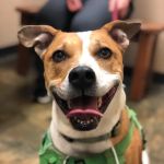 Middlehope Veterinary Hospital