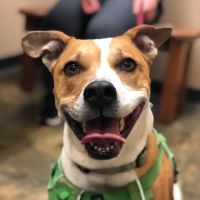 Middlehope Veterinary Hospital ico