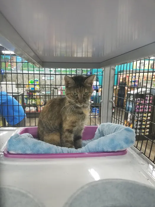 Pet Supermarket Picture 3