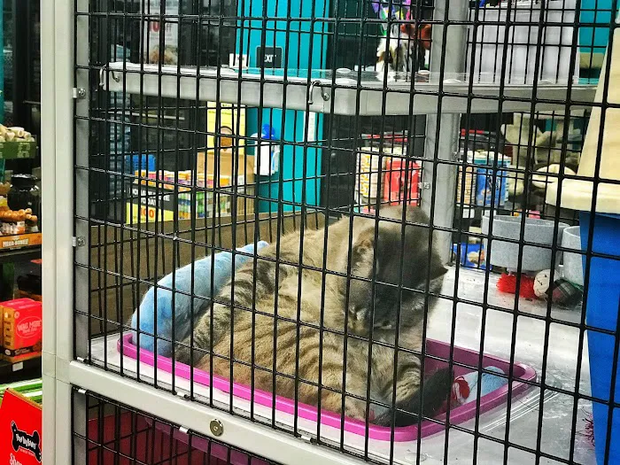 Pet Supermarket Picture 10