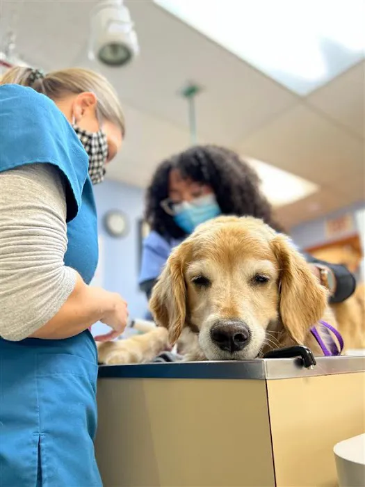 Companion Pet Hospital Picture 3