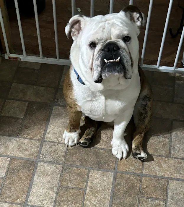 Companion Pet Hospital Picture 6