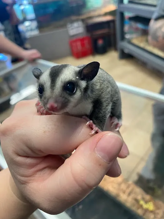 K-BAM Exotic Pet Store 2 Picture 6