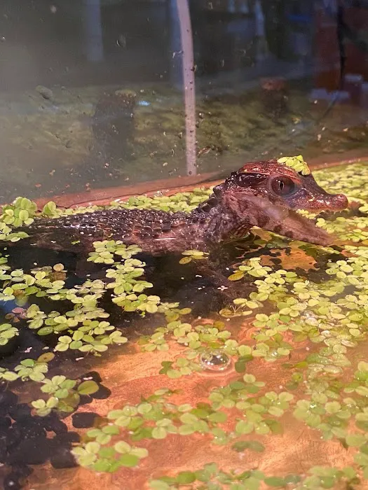 K-BAM Exotic Pet Store 2 Picture 9