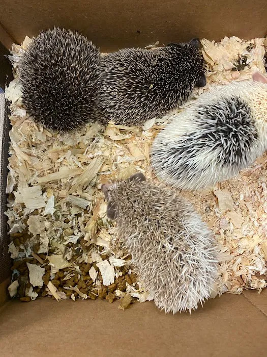 K-BAM Exotic Pet Store 2 Picture 5
