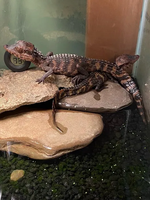 K-BAM Exotic Pet Store 2 Picture 1