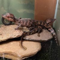 K-BAM Exotic Pet Store 2 ico