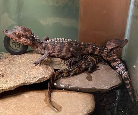 K-BAM Exotic Pet Store 2