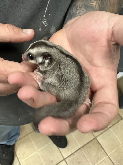 K-BAM Exotic Pet Store 2 Picture 4