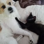 Visiting Veterinary