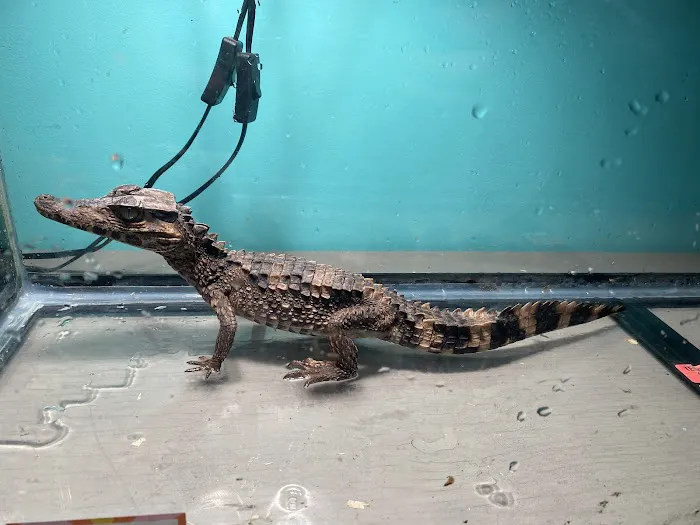 K-BAM Exotic Pet Store Picture 7