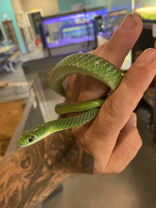 K-BAM Exotic Pet Store Picture 10