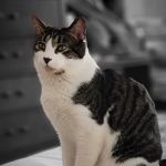 Banfield Pet Hospital