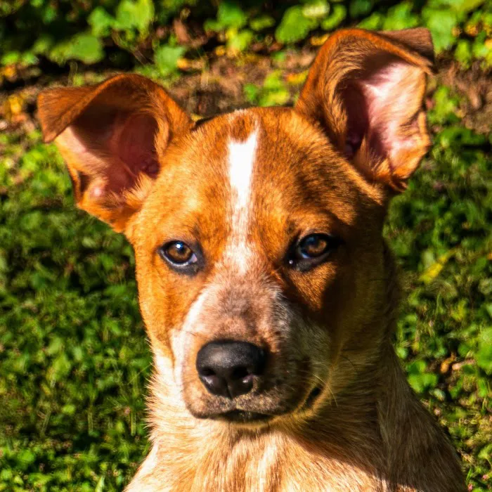 Banfield Pet Hospital Picture 5