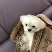 Mohegan Lake Veterinary Hospital ico