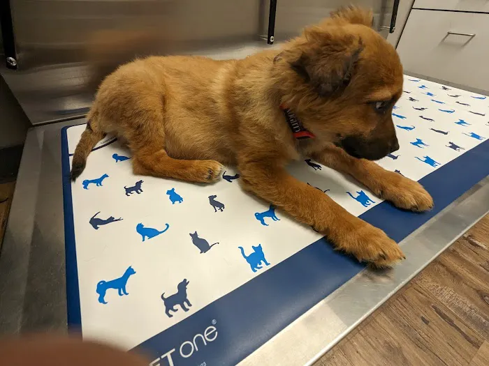 Mohegan Lake Veterinary Hospital Picture 7