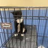 Peekskill-Cortlandt Animal Hospital ico
