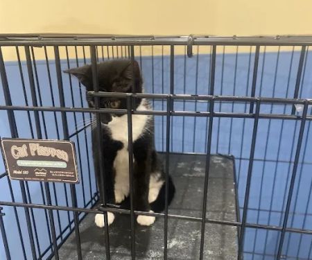 Peekskill-Cortlandt Animal Hospital