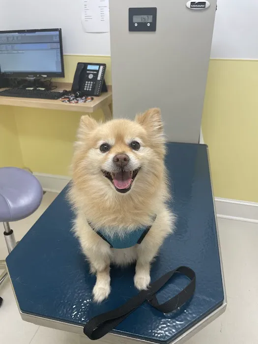 Peekskill-Cortlandt Animal Hospital Picture 5