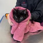 Taconic Veterinary Center