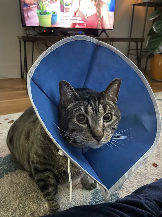 A Cat's Place Veterinary Hospital PC Picture 2