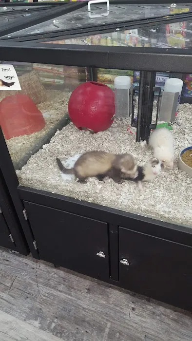 Pet Supermarket Picture 7