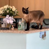 Neighborhood Veterinary Associates - NVA ico