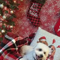 Soapy Paws Grooming ico