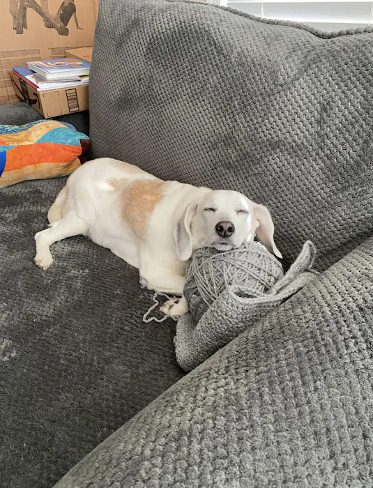 Bennett Creek Animal Hospital + PET Urgent Care Picture 2