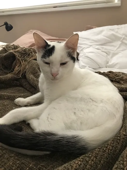 Bennett Creek Animal Hospital + PET Urgent Care Picture 7