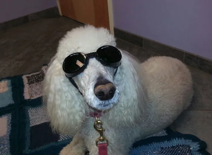 +PET Urgent Care Picture 10
