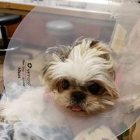 Banfield Pet Hospital ico