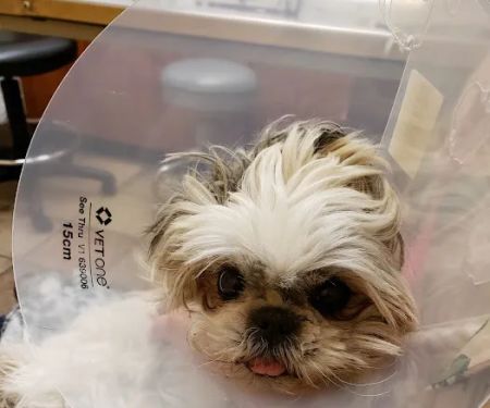 Banfield Pet Hospital