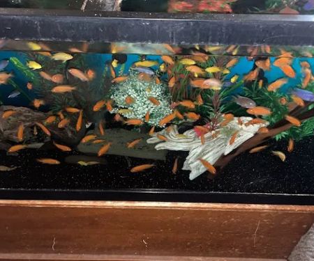 FiveFins Aquatics