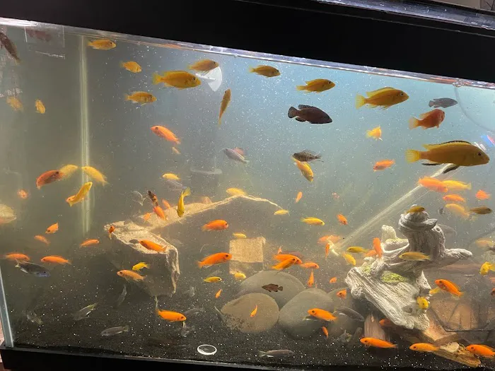 FiveFins Aquatics Picture 5