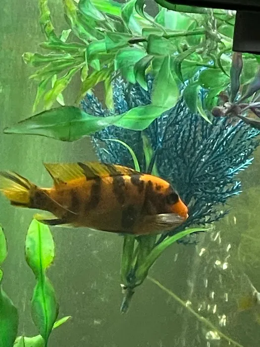 FiveFins Aquatics Picture 4