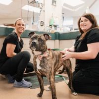 Buckeystown Veterinary Hospital ico
