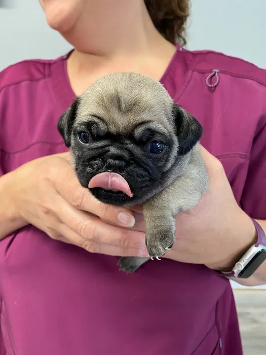 Highland Veterinary Hospital Picture 3