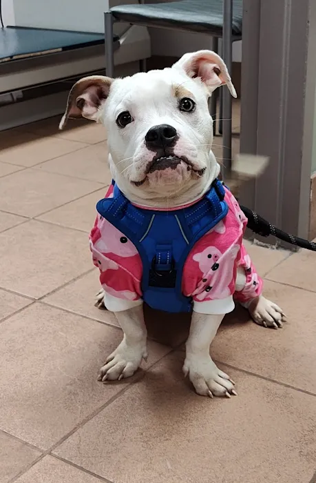 VCA Columbia Animal Hospital at Hickory Ridge Picture 10