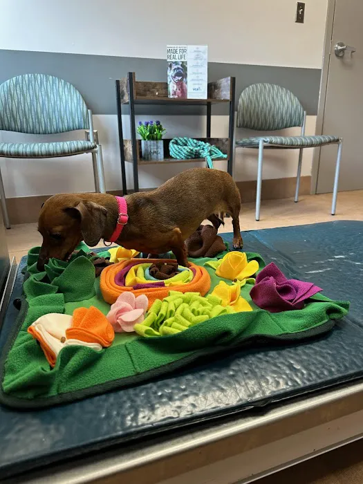 VCA Columbia Animal Hospital at Hickory Ridge Picture 4