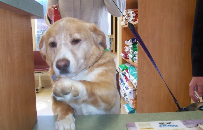 VCA Columbia Animal Hospital at Hickory Ridge Picture 3