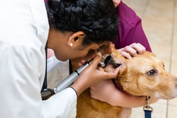 Freetown Animal Hospital Picture 9