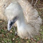 Wilbirdland