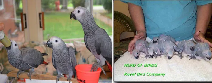 Royal Bird Company Picture 4