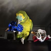 Royal Bird Company ico