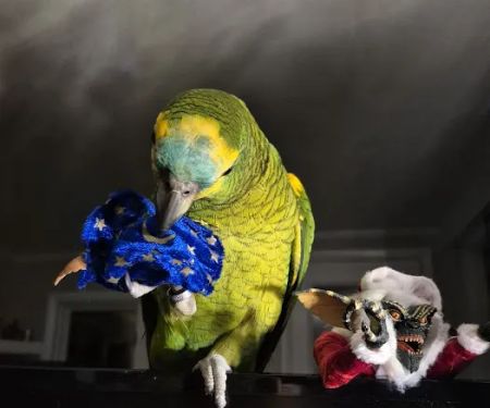 Royal Bird Company