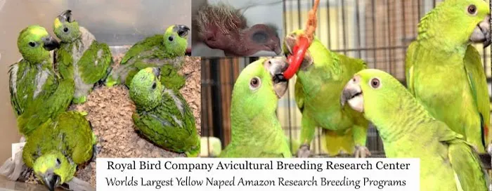 Royal Bird Company Picture 2