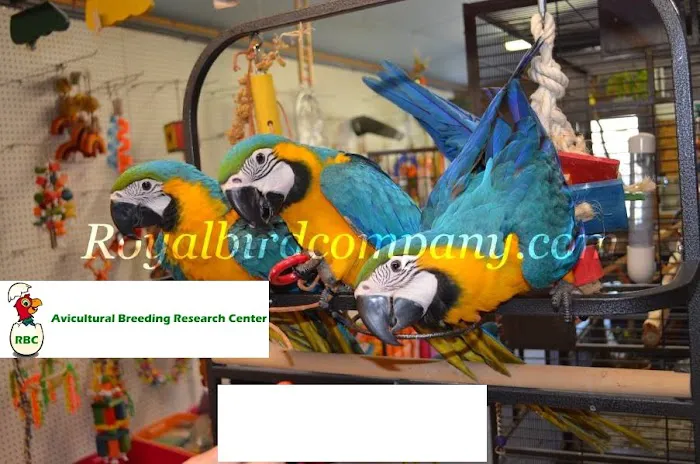 Royal Bird Company Picture 5